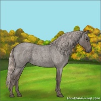 Horse Color:Silver Blue Roan 