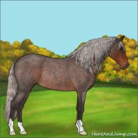 Horse Color:Silver Brown Roan Rabicano