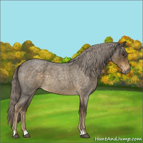 Horse Color:Chocolate Palomino Roan