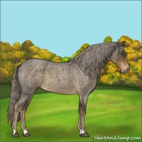 Horse Color:Chocolate Palomino Roan 