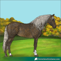 Horse Color:Silver Buckskin Tobiano 