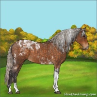 Horse Color:Silver Buckskin Roan Tobiano