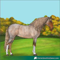 Horse Color:Chocolate Palomino Roan Tobiano 