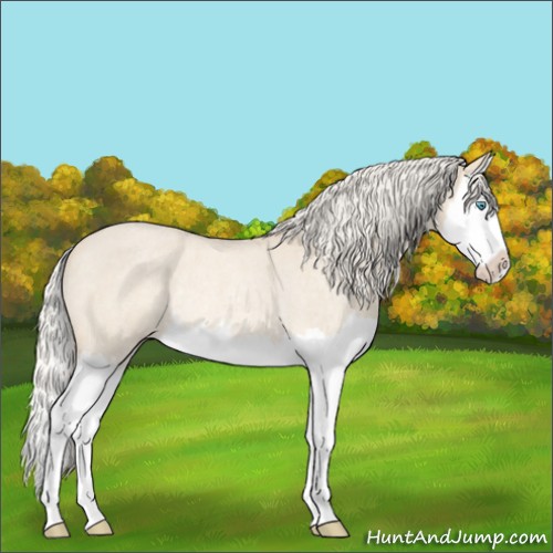 Horse Color:Cremello Roan Dun Splash Rabicano