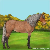 Horse Color:Silver Buckskin Roan 
