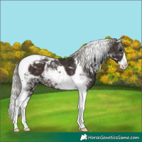 Horse Color:Silver Brown Splash Tobiano 