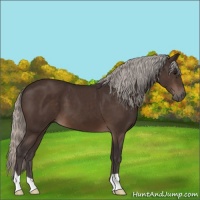 Horse Color:Silver Brown 