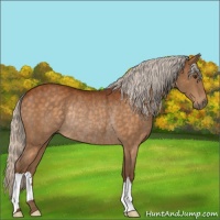 Horse Color:Silver Buckskin Rabicano