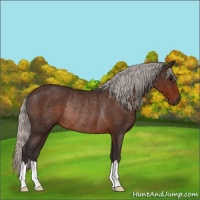 Horse Color:Silver Brown Rabicano 