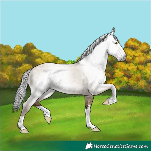 Horse Color:Gray Classic Champagne Dun 