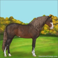Horse Color:Liver Chestnut Sabino 