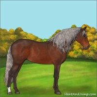 Horse Color:Silver Brown 