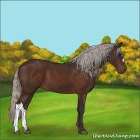 Horse Color:Silver Brown 