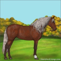 Horse Color:Silver Bay 