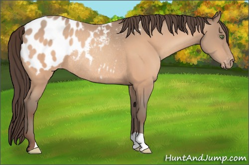 Horse Color:Sable Champagne Blanket Rabicano 