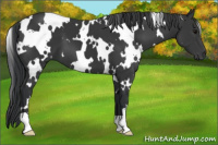 Horse Color:White Spotted Black 