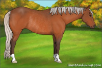 Horse Color:Silver Bay Rabicano