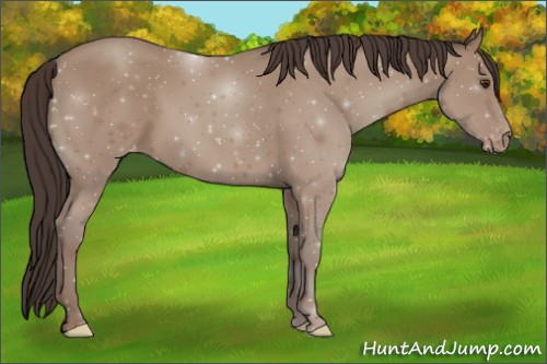 Horse Color:Classic Champagne Appaloosa 