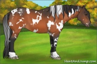 Horse Color:White Spotted Brown Appaloosa 