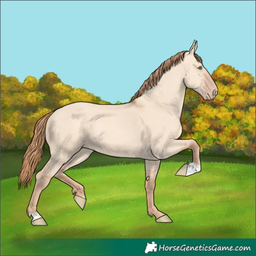 Horse Color:Gold Champagne Dun 