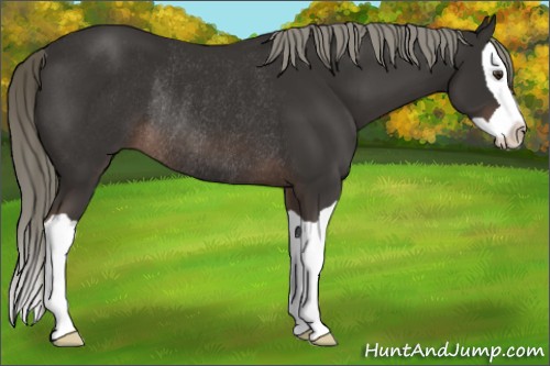 Horse Color:Liver Chestnut Mushroom Splash Rabicano 