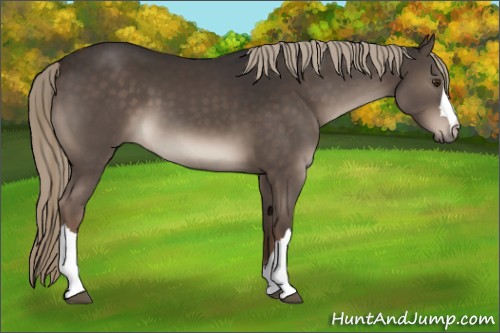 Horse Color:Liver Chestnut 