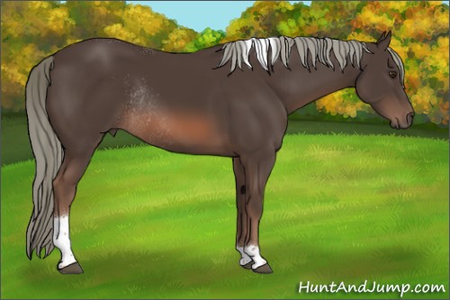 Horse Color:Liver Chestnut Mushroom Tobiano Rabicano 
