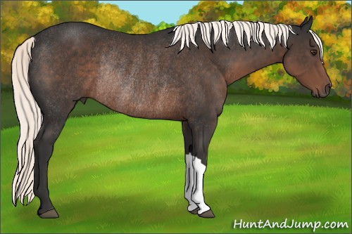 Horse Color:Liver Chestnut Mushroom Rabicano 