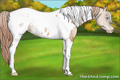 Horse Color:White Spotted Buckskin Pearl Tobiano Appaloosa