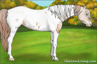 Horse Color:White Spotted Buckskin Pearl Tobiano Appaloosa