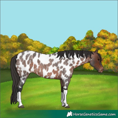 Horse Color:Brown Roan Tobiano Appaloosa 