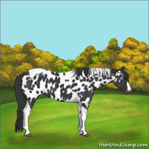 Horse Color:Black Tobiano Appaloosa 