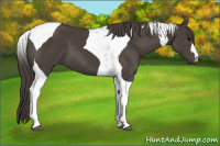 Horse Color:Smoky Black Tobiano