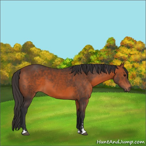 Horse Color:Bay Sabino 