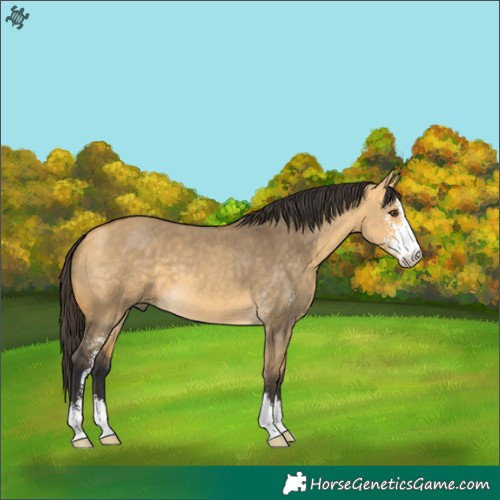 Horse Color:Buckskin Dun Sabino 