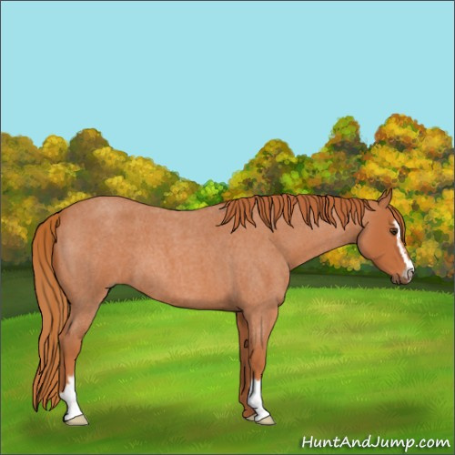 Horse Color:Red Roan Sabino