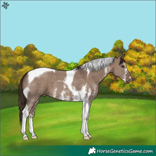 Horse Color:Liver Red Dun Sabino Tobiano 