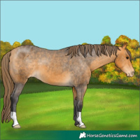 Horse Color:Buckskin Varnish 