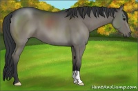 Horse Color:Grullo