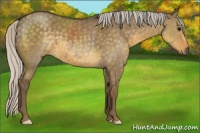 Horse Color:Silver Smoky Grullo 