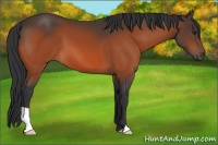 Horse Color:Brown 