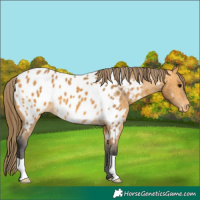 Horse Color:Buckskin Near Leopard 