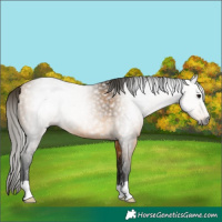 Horse Color:Gray Buckskin 