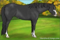 Horse Color:Black Sabino