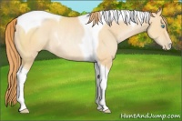 Horse Color:Buckskin Pearl Tobiano Rabicano 