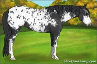 Horse Color:Black Sabino Appaloosa 