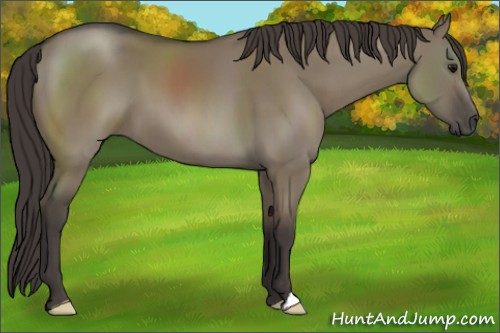 Horse Color:Smoky Grullo 