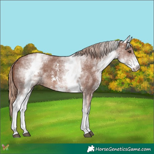 Horse Color:White Spotted Chestnut Sabino 
