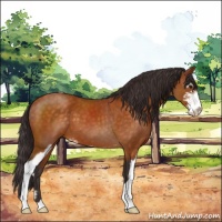 Horse Color:Buckskin Sabino 