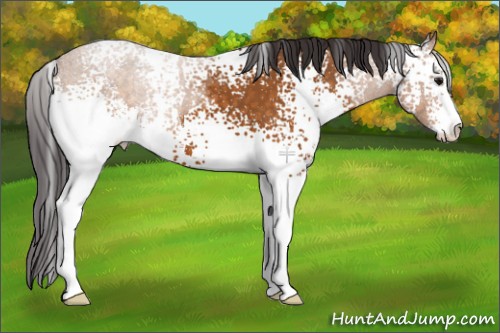 Horse Color:White Spotted Buckskin Sabino 